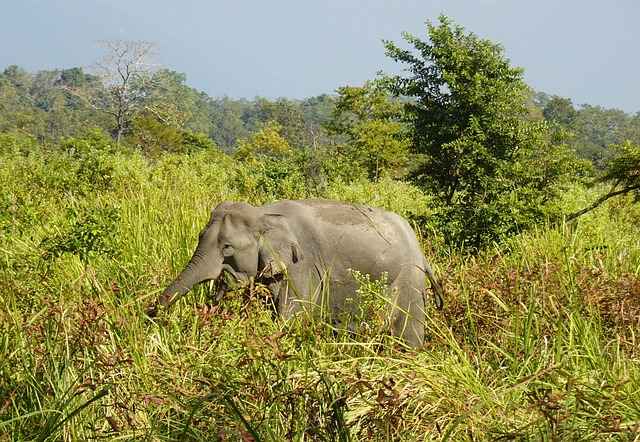 MANAS National Park: A UNESCO World Heritage Site