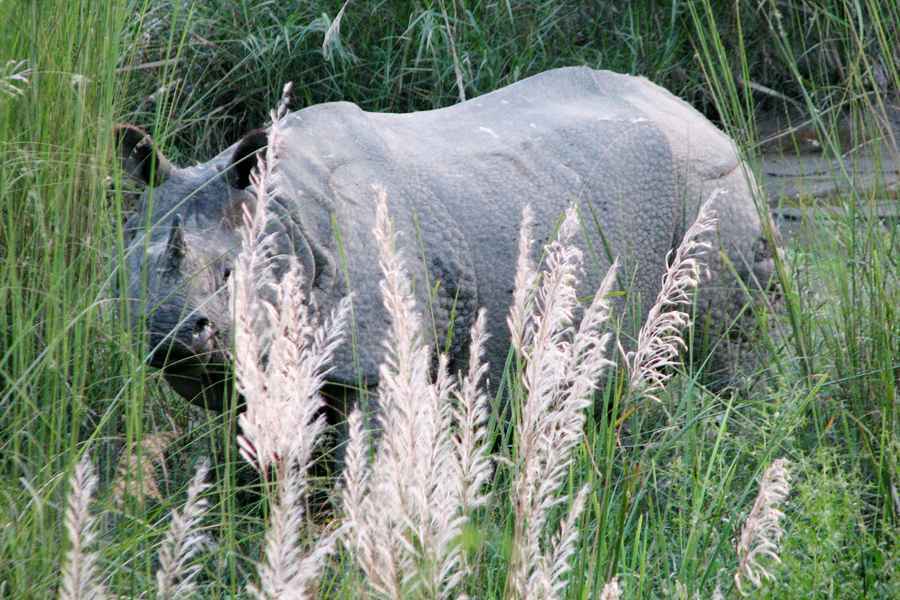 Pobitora Wildlife Sanctuary Tour Packages 3N/4D