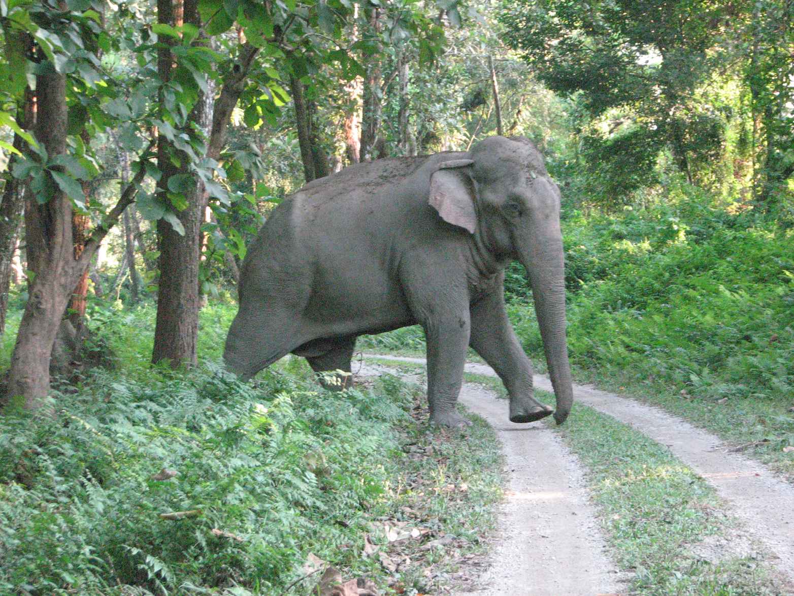 Gorumara National Park Tour Packages