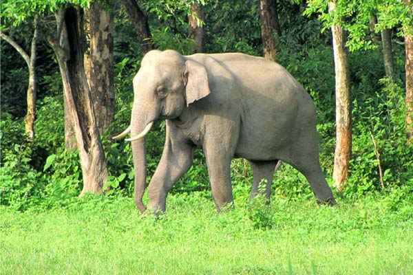 Buxa Tiger Reserve Tour Packages